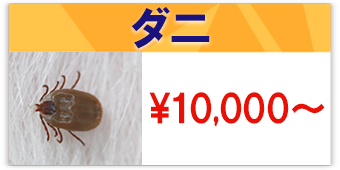 ダニ駆除の費用10000円～のテロップ